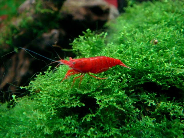 Super Rød Sakura Reje (Neocaridina denticulata)
